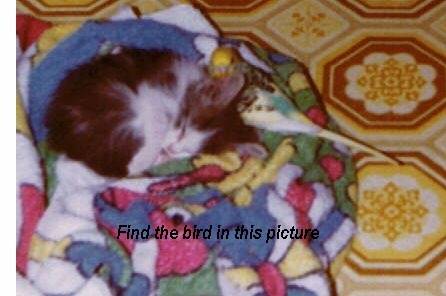 Cat bird snuggle (2).jpg