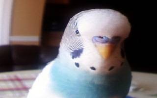 Chippy mini portrait.jpg