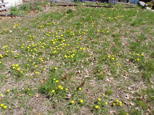 Dandelion Wine