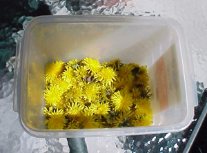 Dandelion Wine