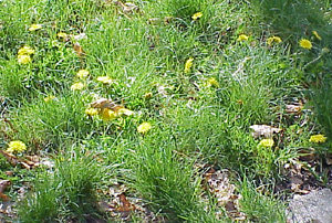 Dandelion Wine