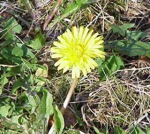 Dandelion Wine
