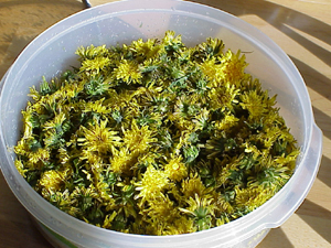 Dandelion Wine