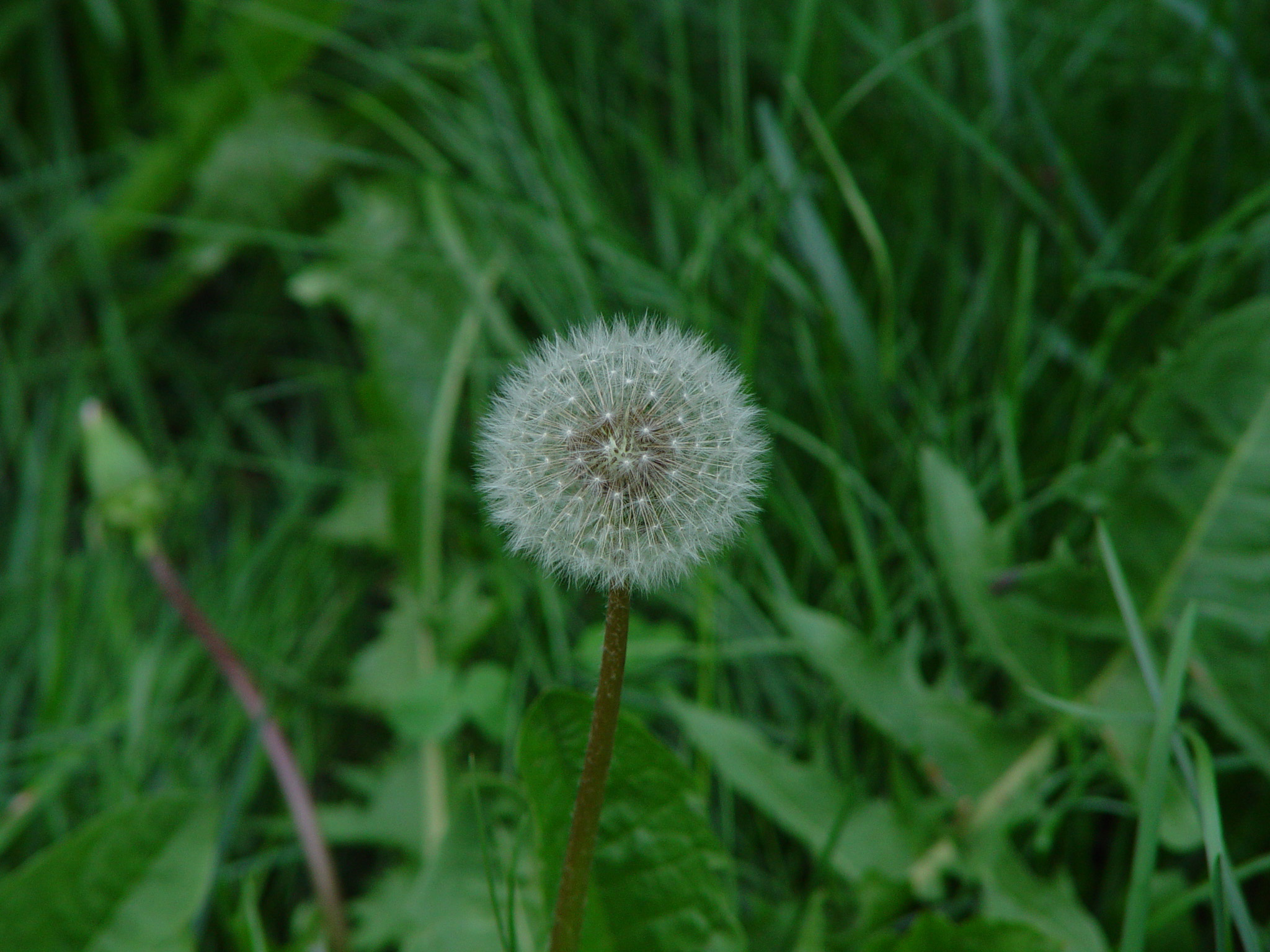 Dandelion Wine