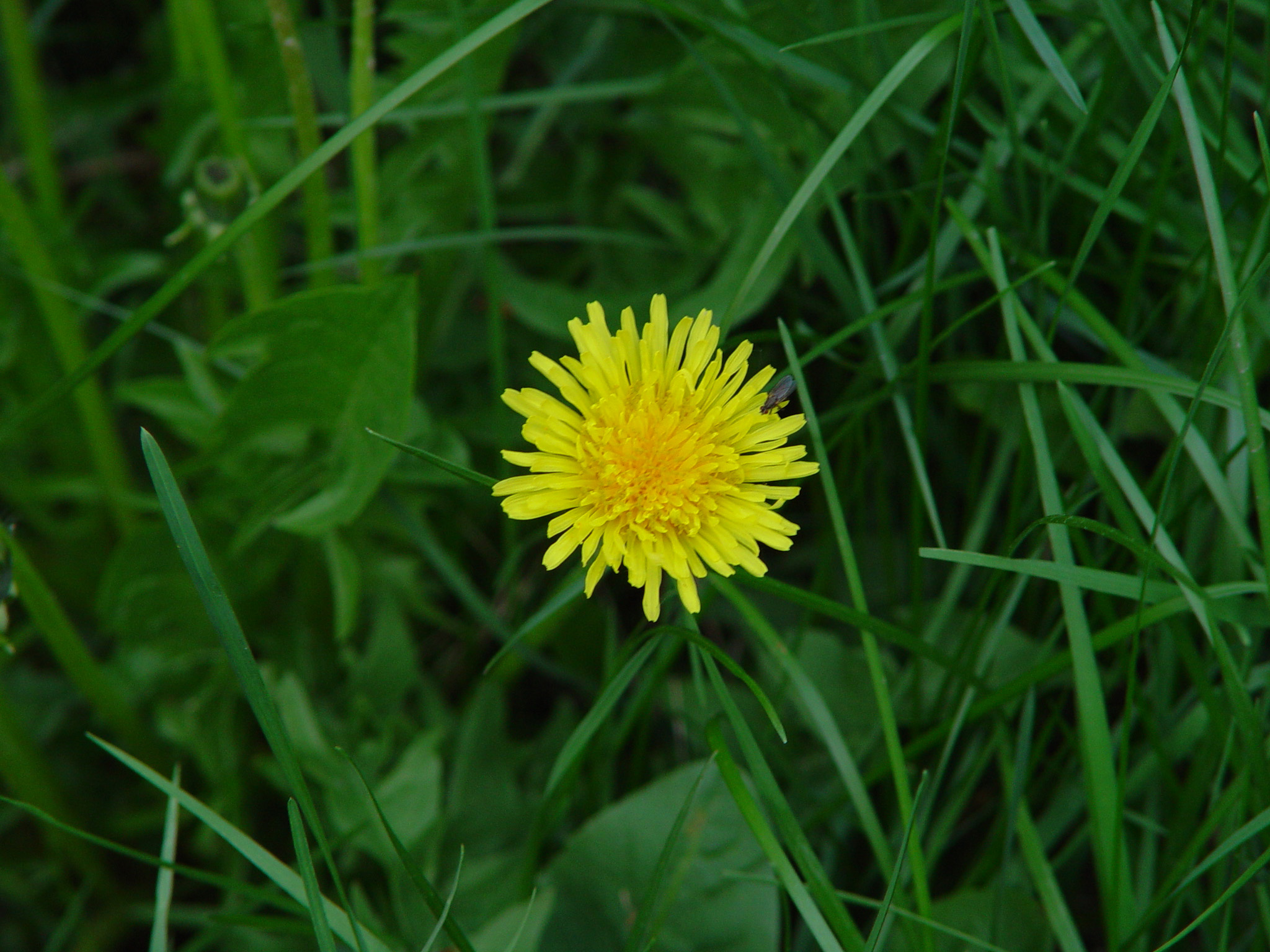 Dandelion Wine