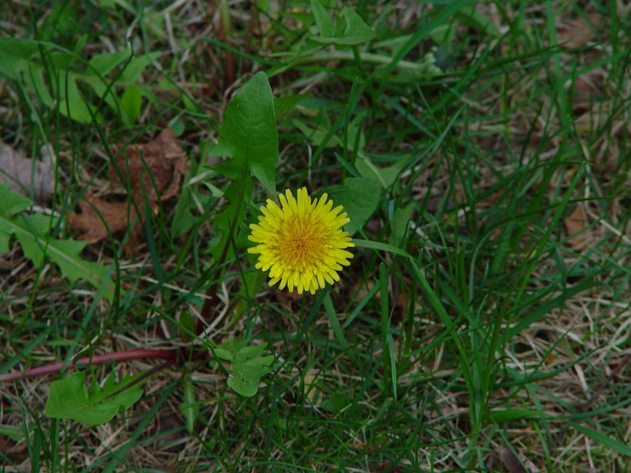 Dandelion Wine