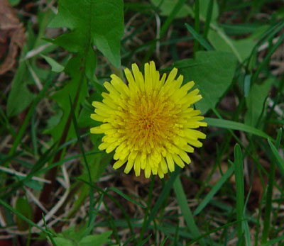 Dandelion Wine