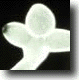 Yeast Cell