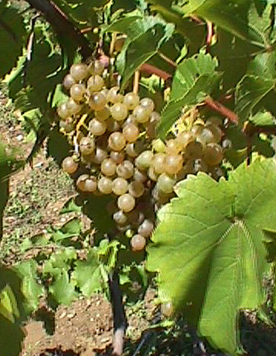 Mellea Wines