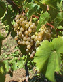 Mellea Wines