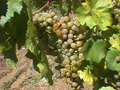 Mellea Wines