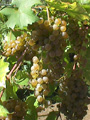 Mellea Wines