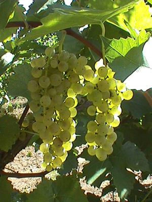 Mellea Wines