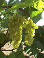 Mellea Wines