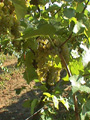 Mellea Wines