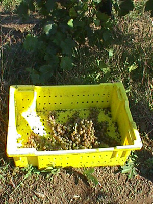 Mellea Wines