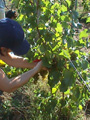 Mellea Wines