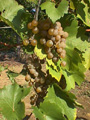 Mellea Wines