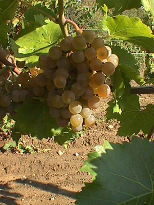 Mellea Wines