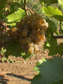 Mellea Wines