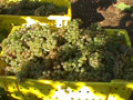 Mellea Wines