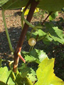 Mellea Wines