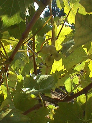 Mellea Wines