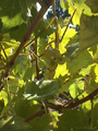 Mellea Wines