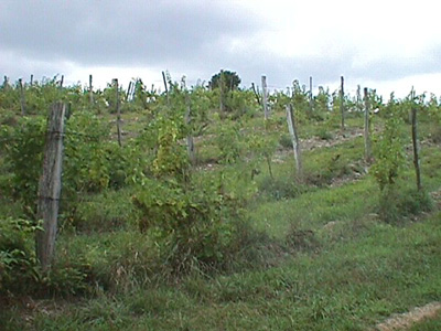 Clinton Vineyards