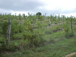 Clinton Vineyards
