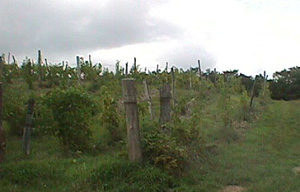 Clinton Vineyards