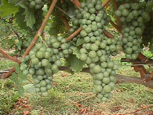 Millbrook Vineyards