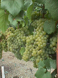 Millbrook Vineyards