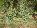 Chardonnay