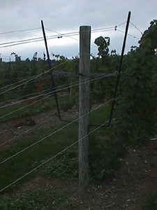 Millbrook Vineyards