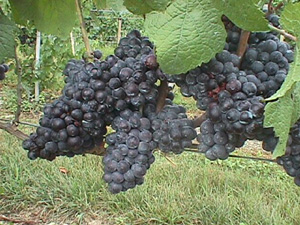 Pinot Noir