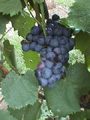Millbrook Vineyards
