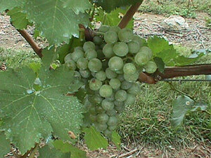 Millbrook Vineyards