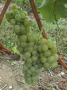Millbrook Vineyards