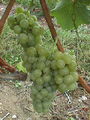 Millbrook Vineyards