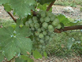 Millbrook Vineyards
