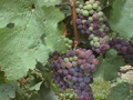 Millbrook Vineyards