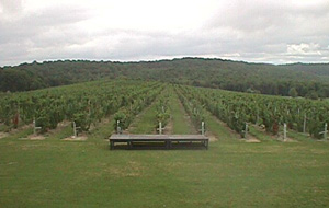 Millbrook Vineyards