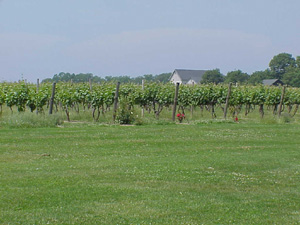 Gristina Vineyards