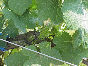 Lenz Cellars