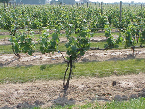 Lenz Cellars