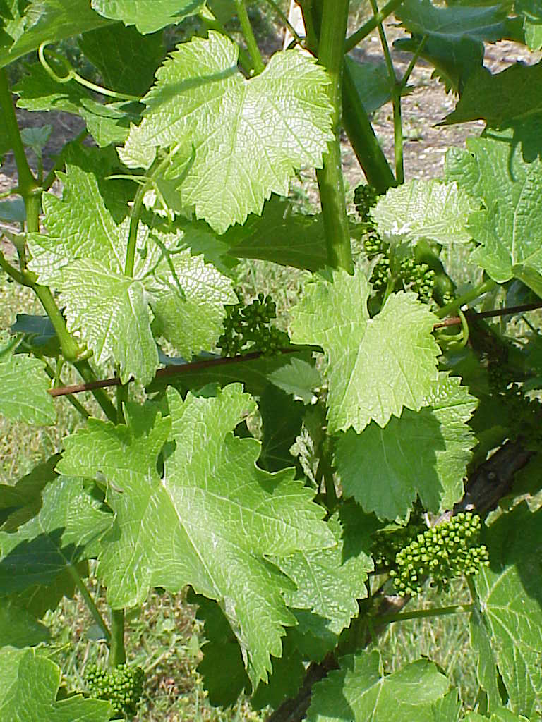 Paumanok Vineyards