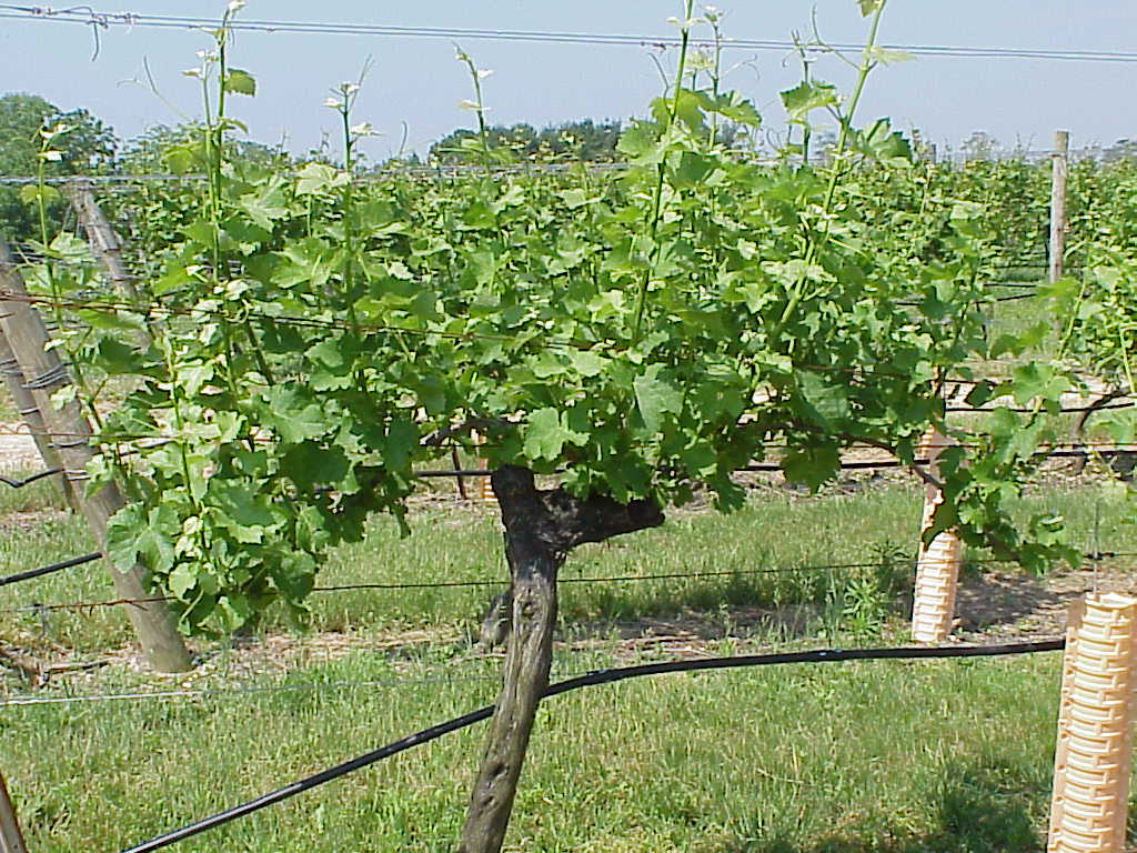 Paumanok Vineyards