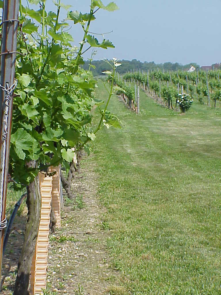 Paumanok Vineyards