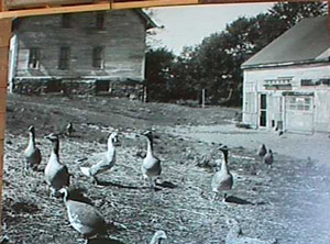 Ducks